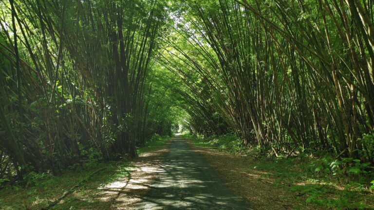 Bamboo Cathedral in Trinidad